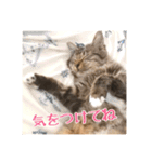 _sala_cat_2（個別スタンプ：5）