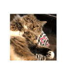 _sala_cat_2（個別スタンプ：6）