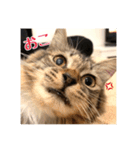 _sala_cat_2（個別スタンプ：9）