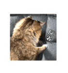 _sala_cat_2（個別スタンプ：10）