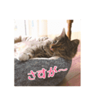 _sala_cat_2（個別スタンプ：11）