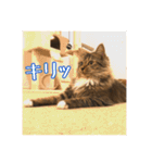 _sala_cat_2（個別スタンプ：12）