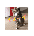 _sala_cat_2（個別スタンプ：13）