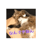 _sala_cat_2（個別スタンプ：14）
