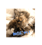 _sala_cat_2（個別スタンプ：15）