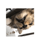 _sala_cat_2（個別スタンプ：17）