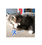 _sala_cat_2（個別スタンプ：18）