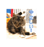 _sala_cat_2（個別スタンプ：19）