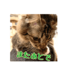 _sala_cat_2（個別スタンプ：20）
