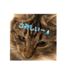 _sala_cat_2（個別スタンプ：21）