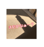 _sala_cat_2（個別スタンプ：23）
