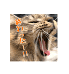 _sala_cat_2（個別スタンプ：24）