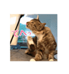 _sala_cat_2（個別スタンプ：25）