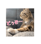 _sala_cat_2（個別スタンプ：27）