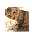 _sala_cat_2（個別スタンプ：28）