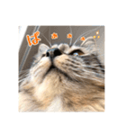 _sala_cat_2（個別スタンプ：31）
