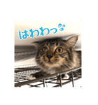 _sala_cat_2（個別スタンプ：32）