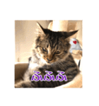 _sala_cat_2（個別スタンプ：33）