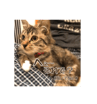 _sala_cat_2（個別スタンプ：34）