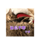 _sala_cat_2（個別スタンプ：35）