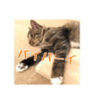 _sala_cat_2（個別スタンプ：36）