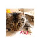 _sala_cat_2（個別スタンプ：37）