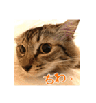 _sala_cat_2（個別スタンプ：38）
