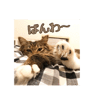 _sala_cat_2（個別スタンプ：39）