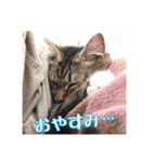_sala_cat_2（個別スタンプ：40）