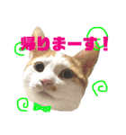 うにともずくの日常（個別スタンプ：5）