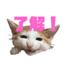 うにともずくの日常（個別スタンプ：6）