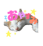 うにともずくの日常（個別スタンプ：11）