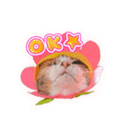メッシュのかわいぃお花さんたち（個別スタンプ：1）