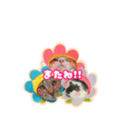 メッシュのかわいぃお花さんたち（個別スタンプ：8）