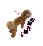 愛犬ララァはトイプードル❤︎‪︎‬ ‪︎（個別スタンプ：1）