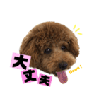 愛犬ララァはトイプードル❤︎‪︎‬ ‪︎（個別スタンプ：2）