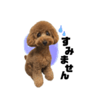 愛犬ララァはトイプードル❤︎‪︎‬ ‪︎（個別スタンプ：4）
