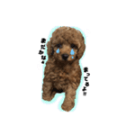 愛犬ララァはトイプードル❤︎‪︎‬ ‪︎（個別スタンプ：5）