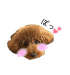 愛犬ララァはトイプードル❤︎‪︎‬ ‪︎（個別スタンプ：6）