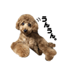 愛犬ララァはトイプードル❤︎‪︎‬ ‪︎（個別スタンプ：7）
