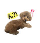 愛犬ララァはトイプードル❤︎‪︎‬ ‪︎（個別スタンプ：8）