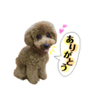 愛犬ララァはトイプードル❤︎‪︎‬ ‪︎（個別スタンプ：10）