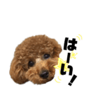 愛犬ララァはトイプードル❤︎‪︎‬ ‪︎（個別スタンプ：11）