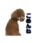 愛犬ララァはトイプードル❤︎‪︎‬ ‪︎（個別スタンプ：13）