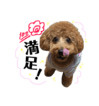 愛犬ララァはトイプードル❤︎‪︎‬ ‪︎（個別スタンプ：15）