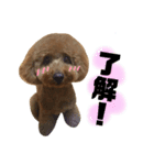愛犬ララァはトイプードル❤︎‪︎‬ ‪︎（個別スタンプ：16）