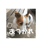 しきスタンプ4（個別スタンプ：2）