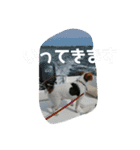 しきスタンプ4（個別スタンプ：8）