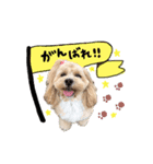 つくねちゃんのスタンプ（個別スタンプ：7）