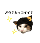 にゃお＆そー3（個別スタンプ：1）